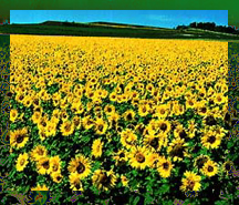 Biodiesel